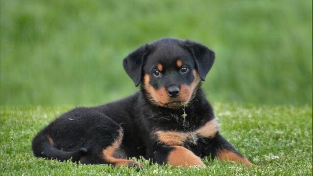 Perro con sobrepeso