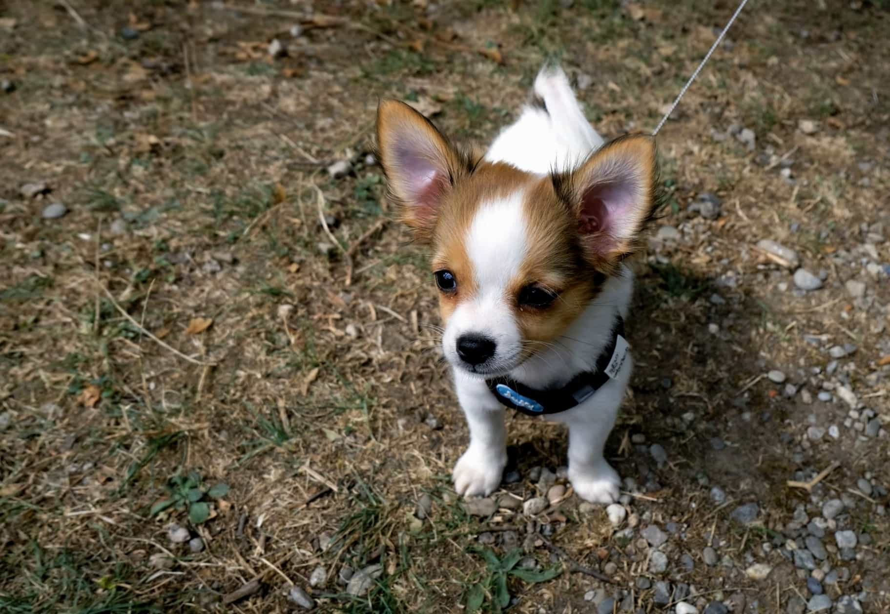 Perro siendo bañado