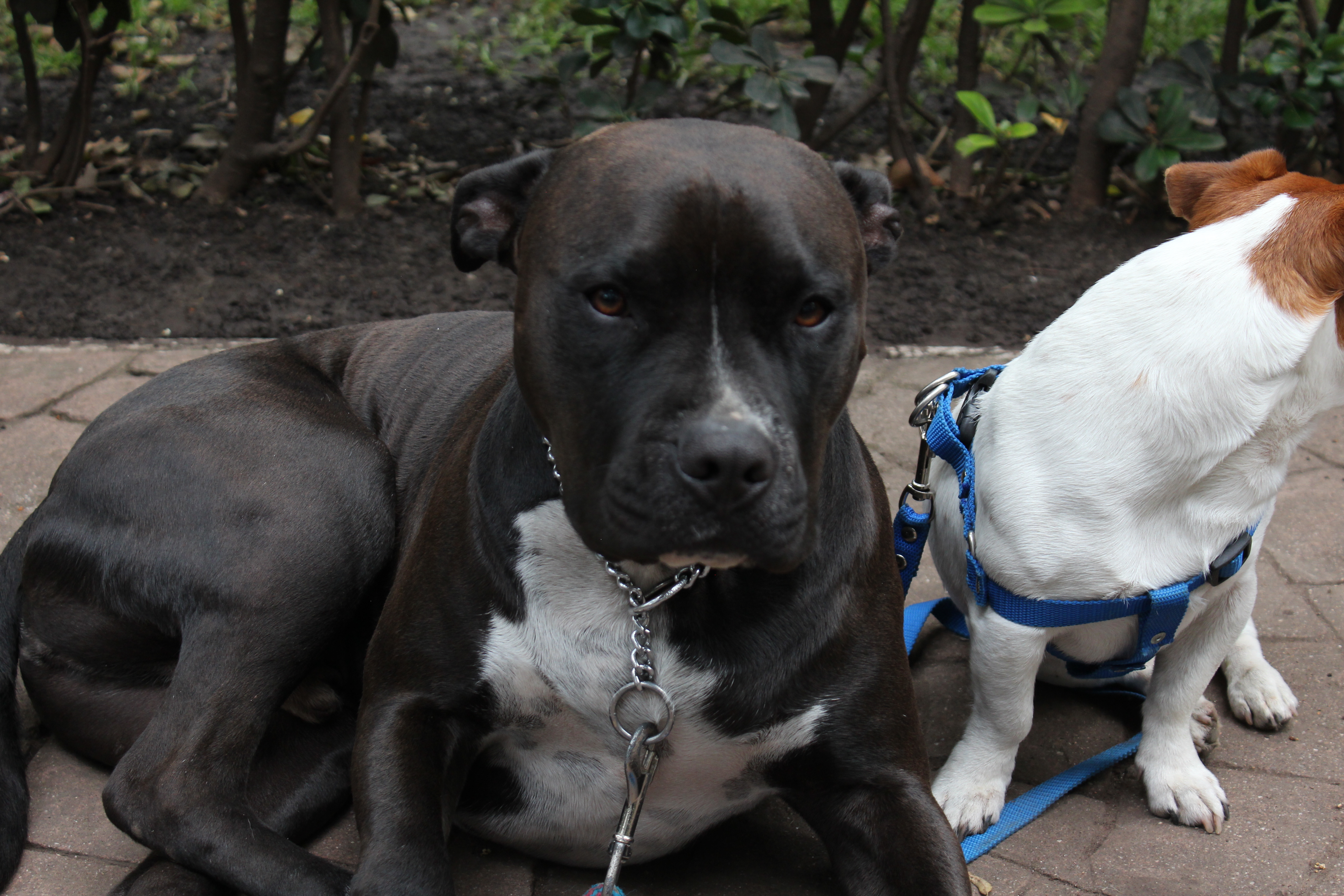 Perro con su familia