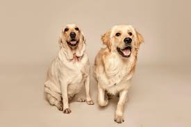 Cuidado dental de perros
