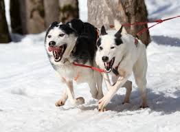 Perro siendo entrenado